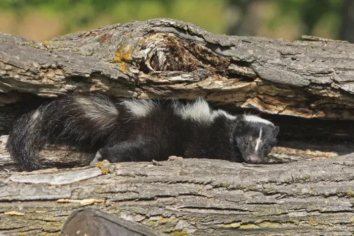 Framed Print : Striped Skunk. Minnesota - United States Framed Print : Striped Skunk. Minnesota - United States
