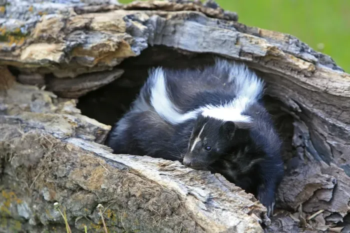 Framed Print : Striped Skunk. Minnesota - United States Framed Print : Striped Skunk. Minnesota - United States
