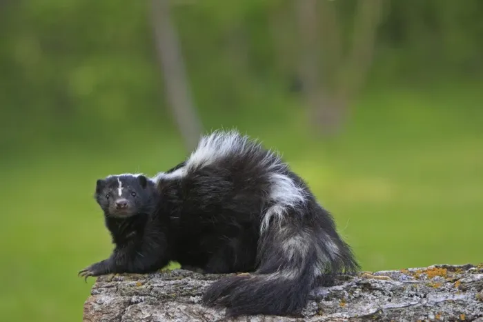 Framed Print : Striped Skunk. Minnesota - United States Framed Print : Striped Skunk. Minnesota - United States