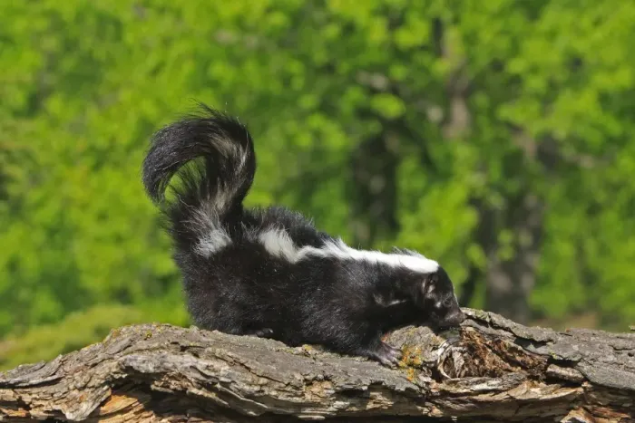 Framed Print : Striped Skunk. Minnesota - United States Framed Print : Striped Skunk. Minnesota - United States