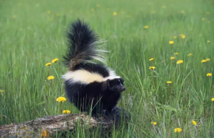 Framed Print : Striped Skunk North America