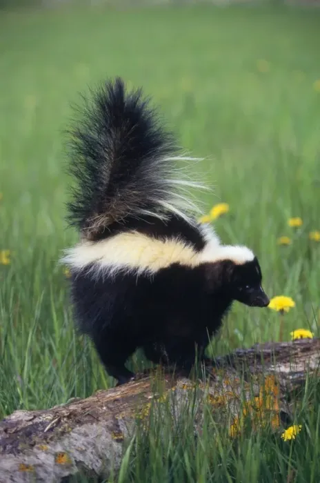 Framed Print : Striped Skunk North America Framed Print : Striped Skunk North America