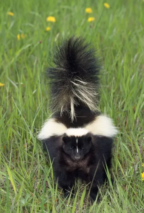 Framed Print : Striped Skunk - North America