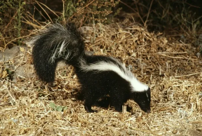 Framed Print : Striped Skunk WW 2894 Mephitis mephitis © Wardene Weisser / ARDEA LONDON Framed Print : Striped Skunk WW 2894 Mephitis mephitis © Wardene Weisser / ARDEA LONDON