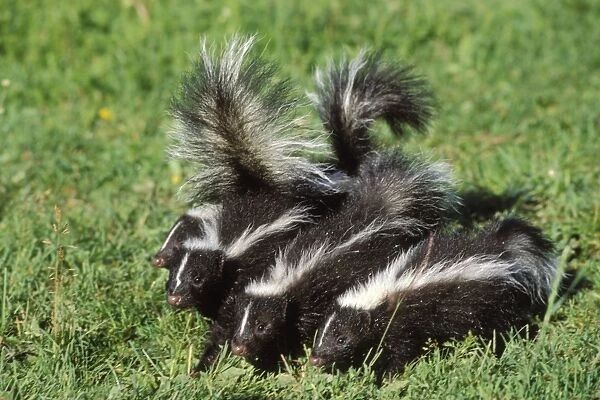 Striped Skunks - young Mn230