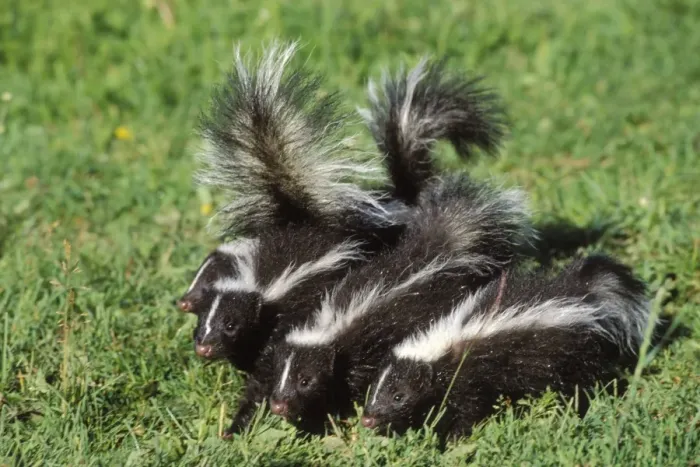 Framed Print : Striped Skunks - young Mn230 Framed Print : Striped Skunks - young Mn230