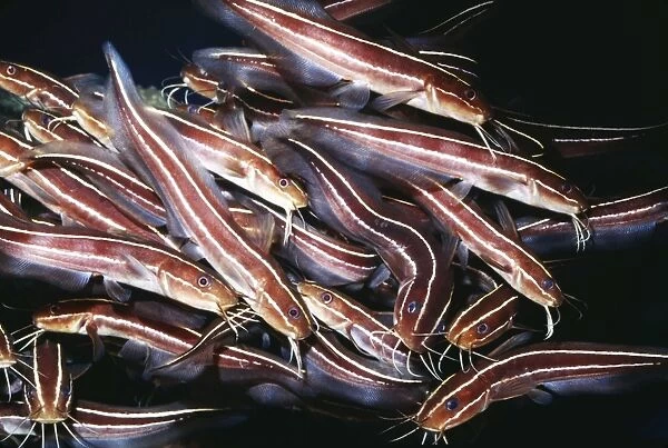 Striped (Stinging) Catfish KEL 875 Schooling Behaviour, venom filled spines - Tropical Indo-Pacific Plotosus lineatus © Ken Lucas  /  ARDEA LONDON