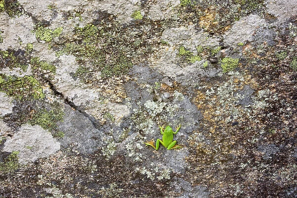 Stripeless Tree Frog - on lichen-covered rock