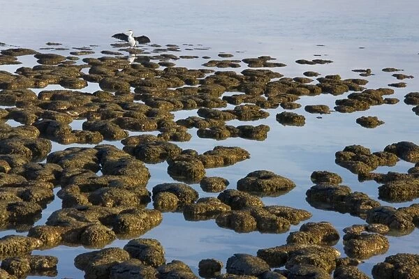 Stromatolites at Hamelin Pool, Shark Bay, western Australia. These are living representatives of the oldest living organisms, over 3. 5 billion years old as fossils. Australia