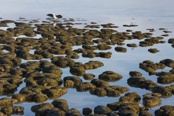 Framed Print : Stromatolites at Hamelin Pool, Shark Bay, western Australia. These are living representatives of the oldest living organisms, over 3. 5 billion years old as fossils. Australia Framed Print : Stromatolites at Hamelin Pool, Shark Bay, western Australia. These are living representatives of the oldest living organisms, over 3. 5 billion years old as fossils. Australia