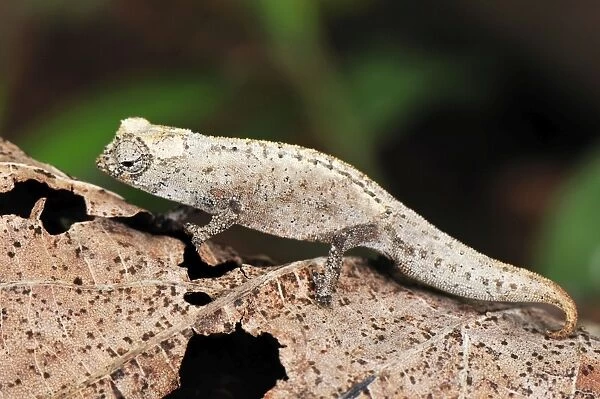 Stumped-tailed Chameleon  /  Leaf Chameleon - Montagne des Francais Reserve - Antsiranana - Northern Madagascar
