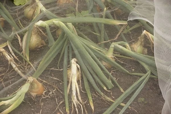 Sturon onions protected from pests by fine gauze. Organic gardening