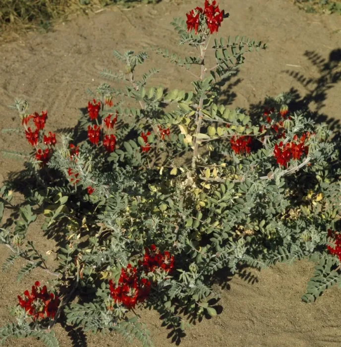 Framed Print : Sturts Desert Pea Framed Print : Sturts Desert Pea