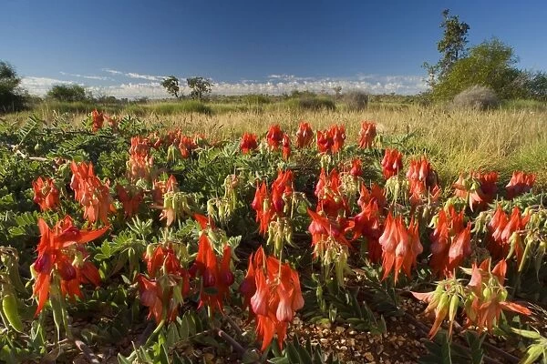 Sturt's Desert Pea - the beautiful red blossoms of this amazing desert plant dominates the picture. Grassy bushland is visible in the background - Western Australia, Australia