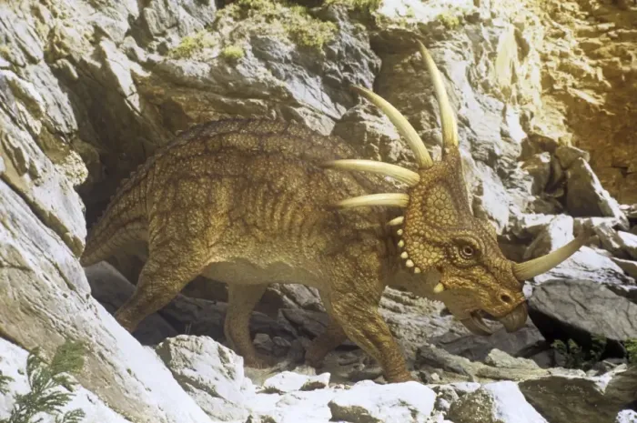 Framed Print : Styracosaurus outside cave retreat. Late Cretaceous Framed Print : Styracosaurus outside cave retreat. Late Cretaceous