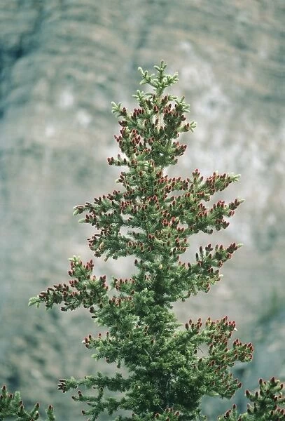 Subalpine Fir - with young cones