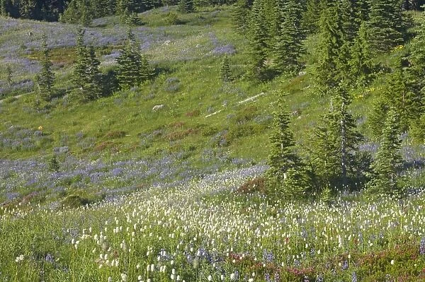Subalpine Meadows in bloom. Paradise Mount Rainier NP Washington State, USA PL000561