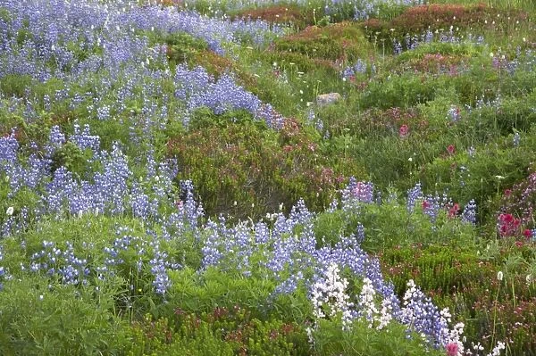 Subalpine Meadows in Bloom. Paradise Mount Rainier National Park Washington State, USA PL000626