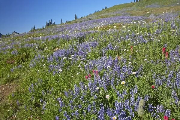 Subalpine Meadows in Bloom. Paradise Mount Rainier National Park Washington State, USA PL000590