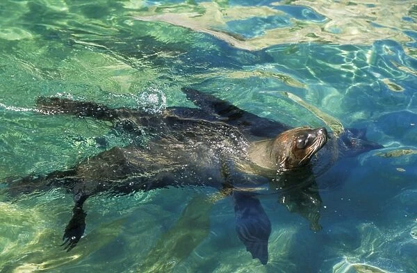 Subantarctic  /  Amsterdam Fur Seal