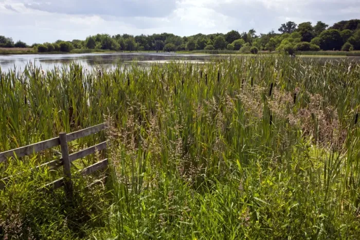 Framed Print : Subsidence lake with reedmace fringe over old coal-mine at Arcot - Northumberland - UK