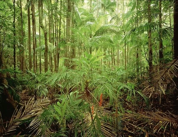 Subtropical rainforest with Bangalow palms and Walking stick palms (Linospadix monostachya) New South Wales, Australia JPF32185