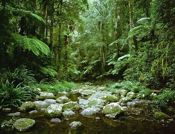 Subtropical Rainforest - Brindle Creek Border Ranges National Park, northern New South Wales, Australia JPF32168