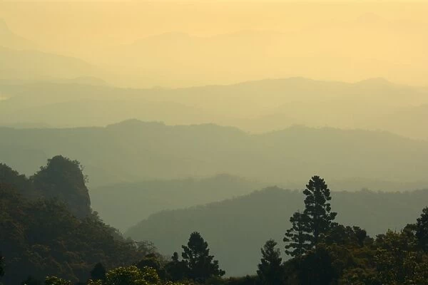 subtropical rainforest and mountains - the protected forest of Lamington National Park seen from O'Reilleys Guesthouse. At sunset - Lamington National Park, Central Eastern Australian Rainforest, Queensland, Australia