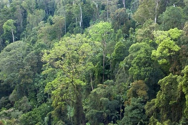 Subtropical rainforest - sideways view from above into the canopy of a lush subtropical rainforest at Purling Brook Falls - Sprinbrook National Park, Central Eastern Australian Rainforest World Heritage Area, Queensland, Australia