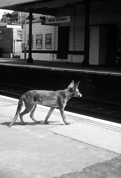 Suburban Fox at the train station