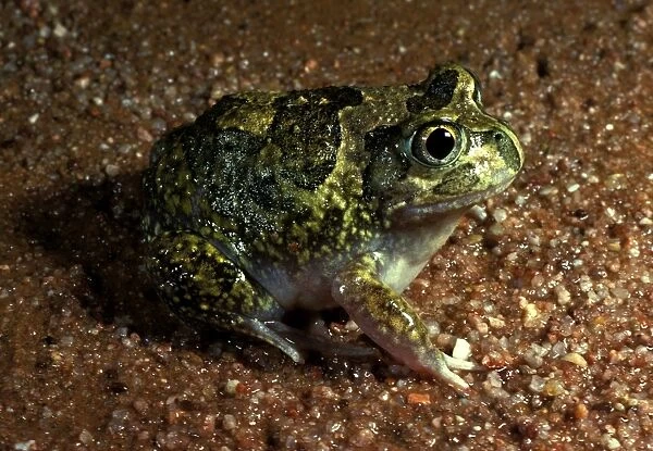 Sudells  /  Miaowing frog