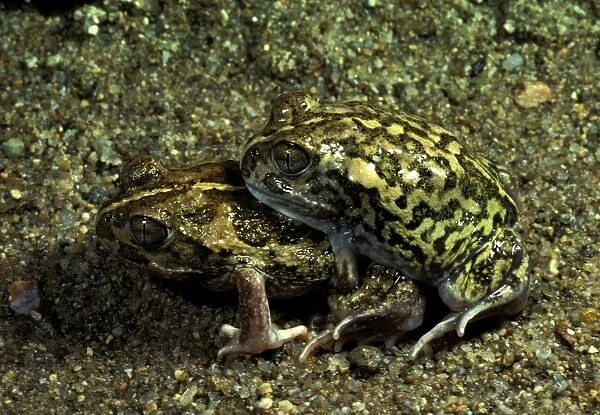 Sudells  /  Miaowing frog - in amplexus