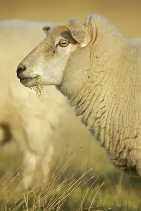 Framed Print : Suffolk Sheep - UK