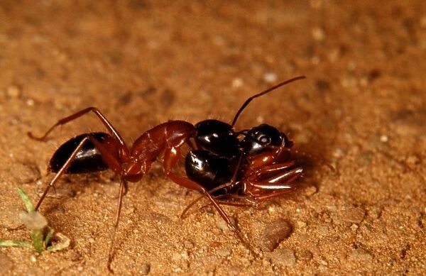 A sugar ant - carrying a live sister ant in phenomenon known as portage (both ants are healthy!)