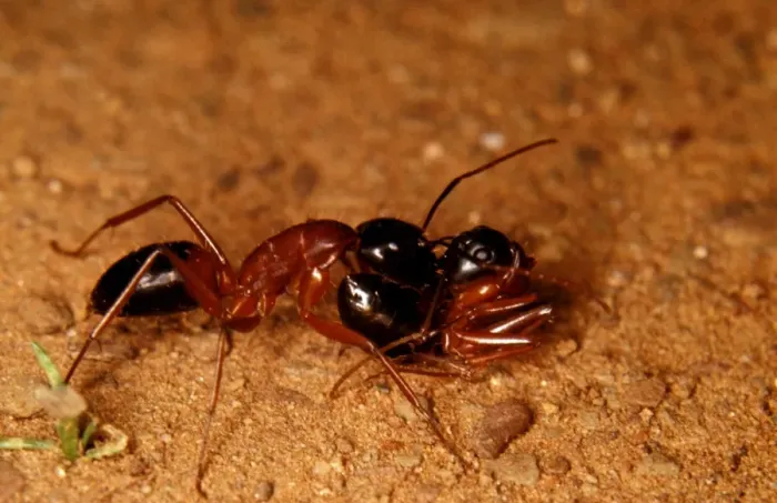 Framed Print : A sugar ant - carrying a live sister ant in phenomenon known as portage (both ants are healthy!)