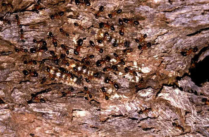 Framed Print : Sugar ants - accompanying larvae of lycaenid butterfly (Ogyrus genoveva) up a tree to mistletoe, their food plant Framed Print : Sugar ants - accompanying larvae of lycaenid butterfly (Ogyrus genoveva) up a tree to mistletoe, their food plant