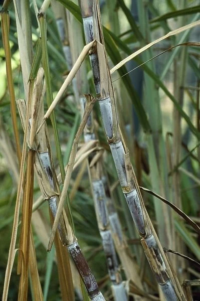 Sugar Cane - stalks