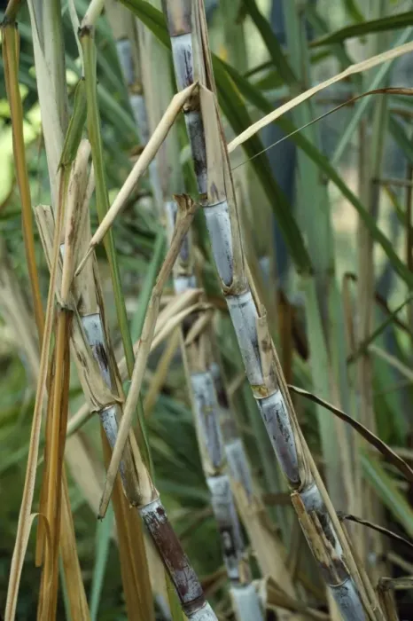 Framed Print : Sugar Cane - stalks Framed Print : Sugar Cane - stalks