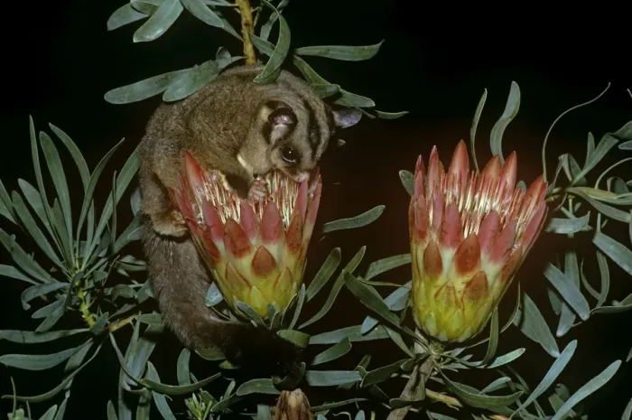 Framed Print : Sugar Glider - drinking nectar from plant - Australia Framed Print : Sugar Glider - drinking nectar from plant - Australia