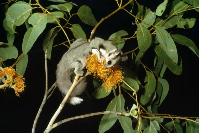 Framed Print : Sugar Glider - feeding on flower Australia
