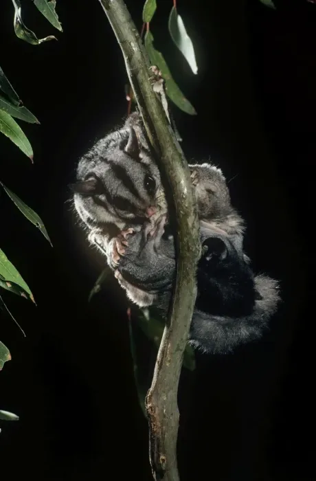Framed Print : Sugar Glider - female preening twin young Framed Print : Sugar Glider - female preening twin young