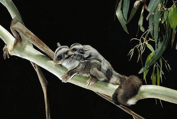 Sugar Glider - Female and young in tree - Australia, North-eastern coastal Australia JPF01804