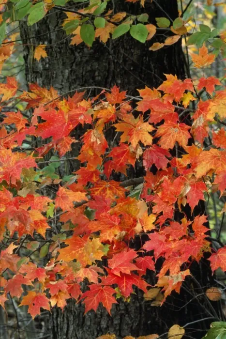 Framed Print : Sugar Maple New Hampshire, USA Framed Print : Sugar Maple New Hampshire, USA