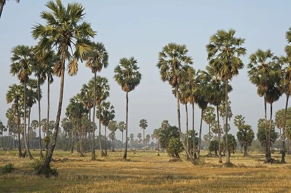 Sugar Palm Trees - among rice plantation - Thailand