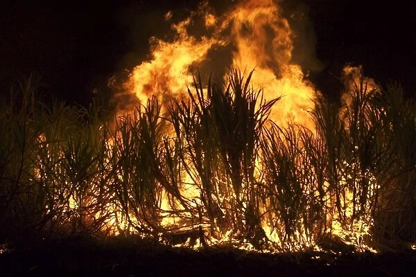 Sugarcane burning - Some sugarcane farmers burn their crop to remove dry leaves. This enables easier handling of the canes for processing. At Kununurra in the Ord River Irrigation Scheme agricultural lands. Western Australia
