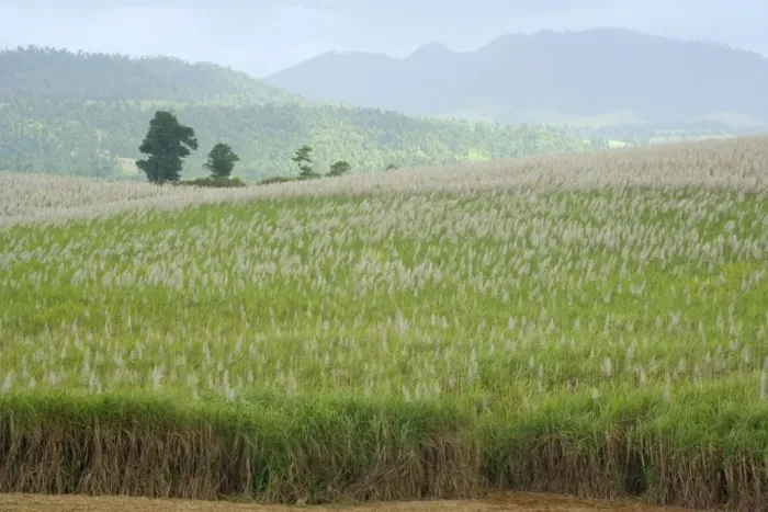 Framed Print : Sugarcane - huge fields of sugarcane are spread all over the Wet Tropics. This field is about to be harvested - Atherton Tablelands, Queensland, Australia Framed Print : Sugarcane - huge fields of sugarcane are spread all over the Wet Tropics. This field is about to be harvested - Atherton Tablelands, Queensland, Australia