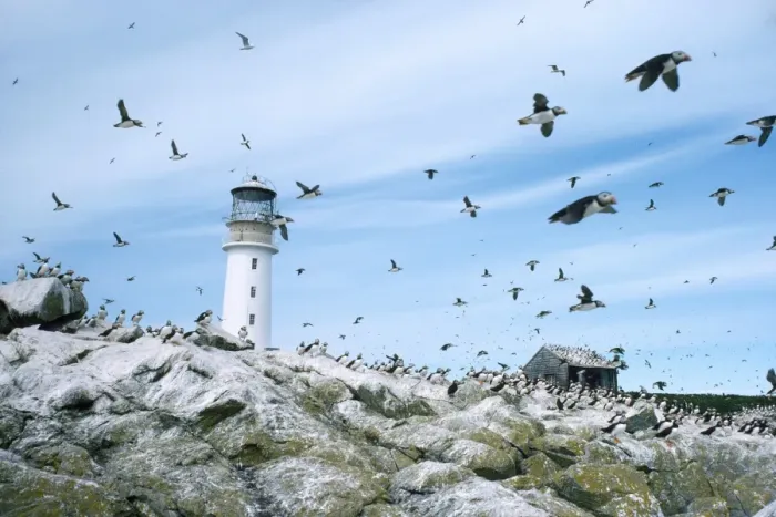 Framed Print : Sule Skerry Puffins - around lighthouse - Sule Skerry - North Atlanic Framed Print : Sule Skerry Puffins - around lighthouse - Sule Skerry - North Atlanic