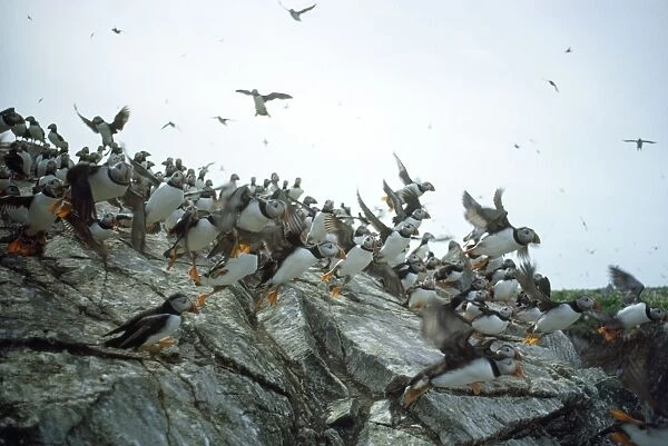 Sule Skerry Puffins - on Sule Skerry - North Atlanic