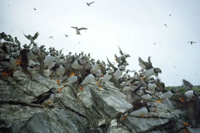 Framed Print : Sule Skerry Puffins - on Sule Skerry - North Atlanic Framed Print : Sule Skerry Puffins - on Sule Skerry - North Atlanic