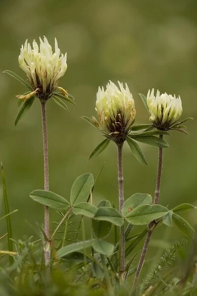 Sulphur clover (Trifolium ochroleucon). Rare in UK in East Anglia